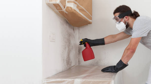 Professional Black Mold Remediation technician working in Canton, IL