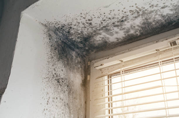 Affordable Black Mold Remediation solutions in Canton, IL